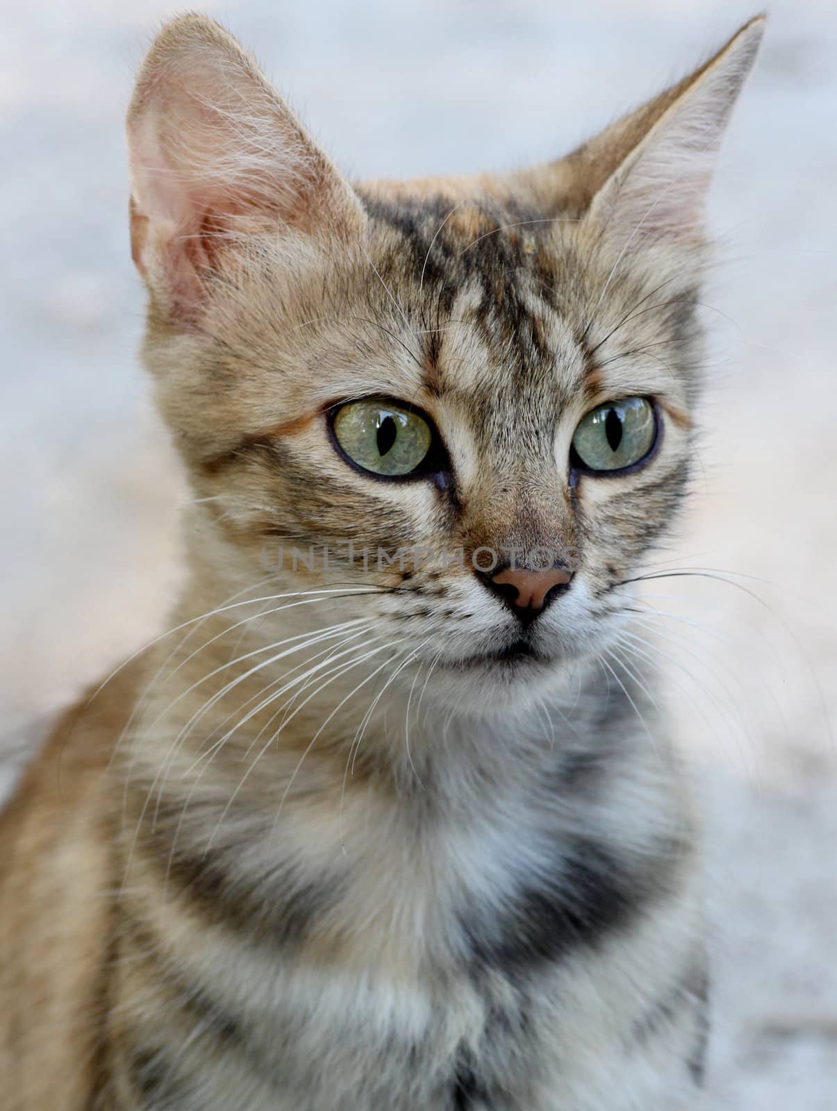 close up of gray cat