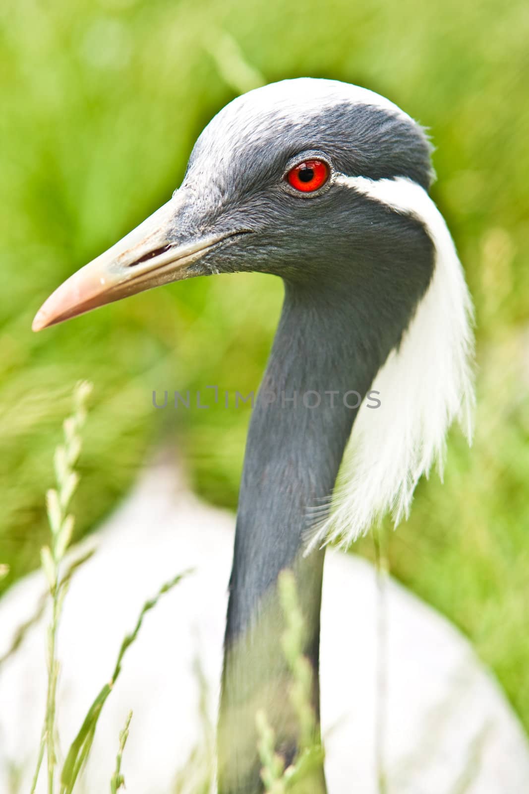close up of a heron