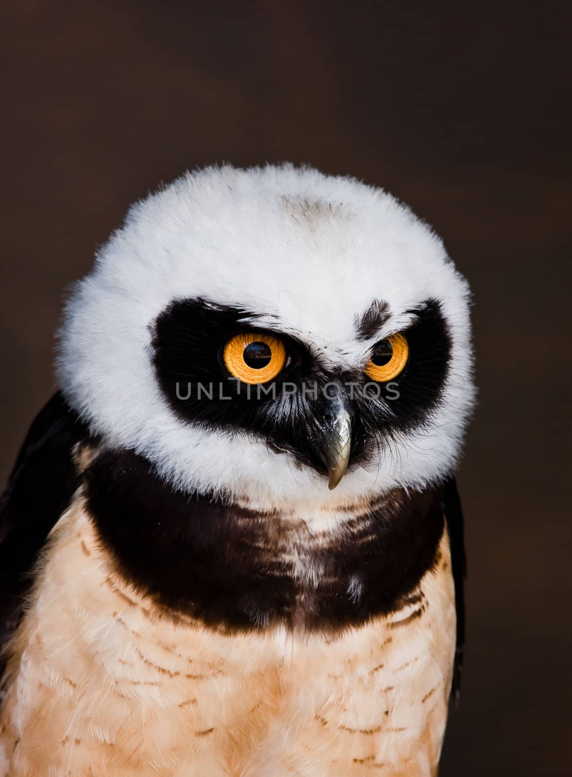 detailed image of spectacled owl
