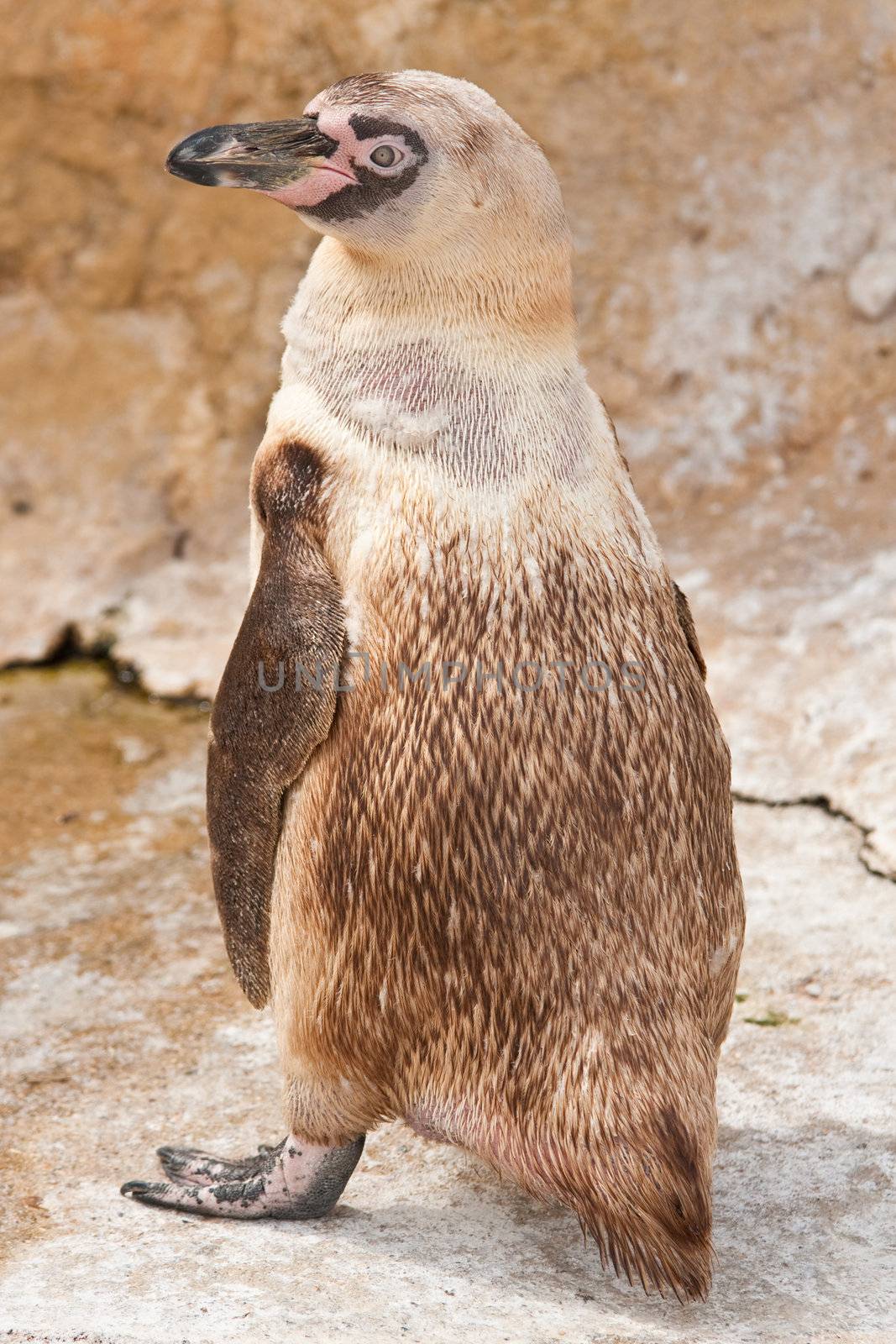 baby penguin