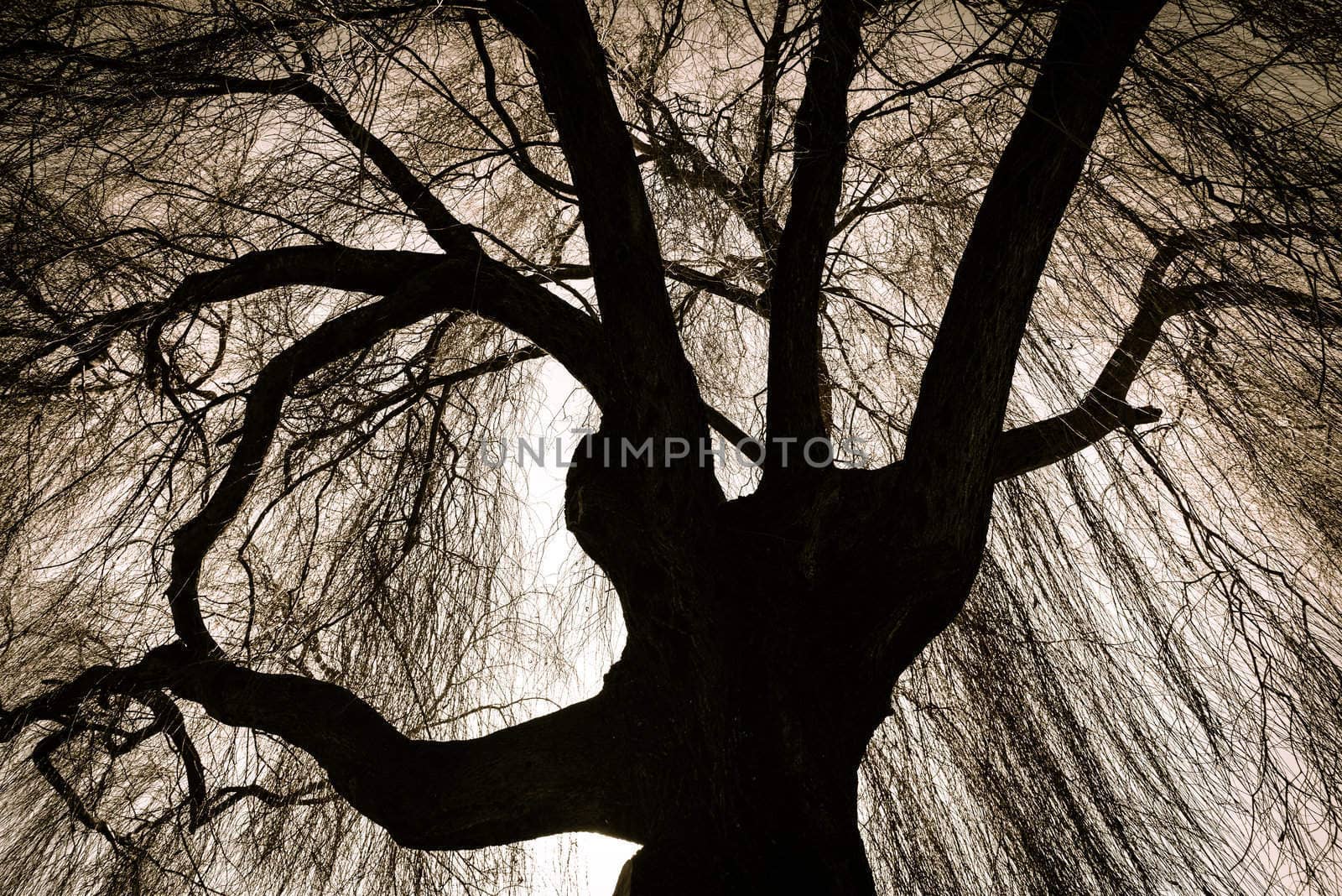 Scary Weeping Willow Tree by bbourdages