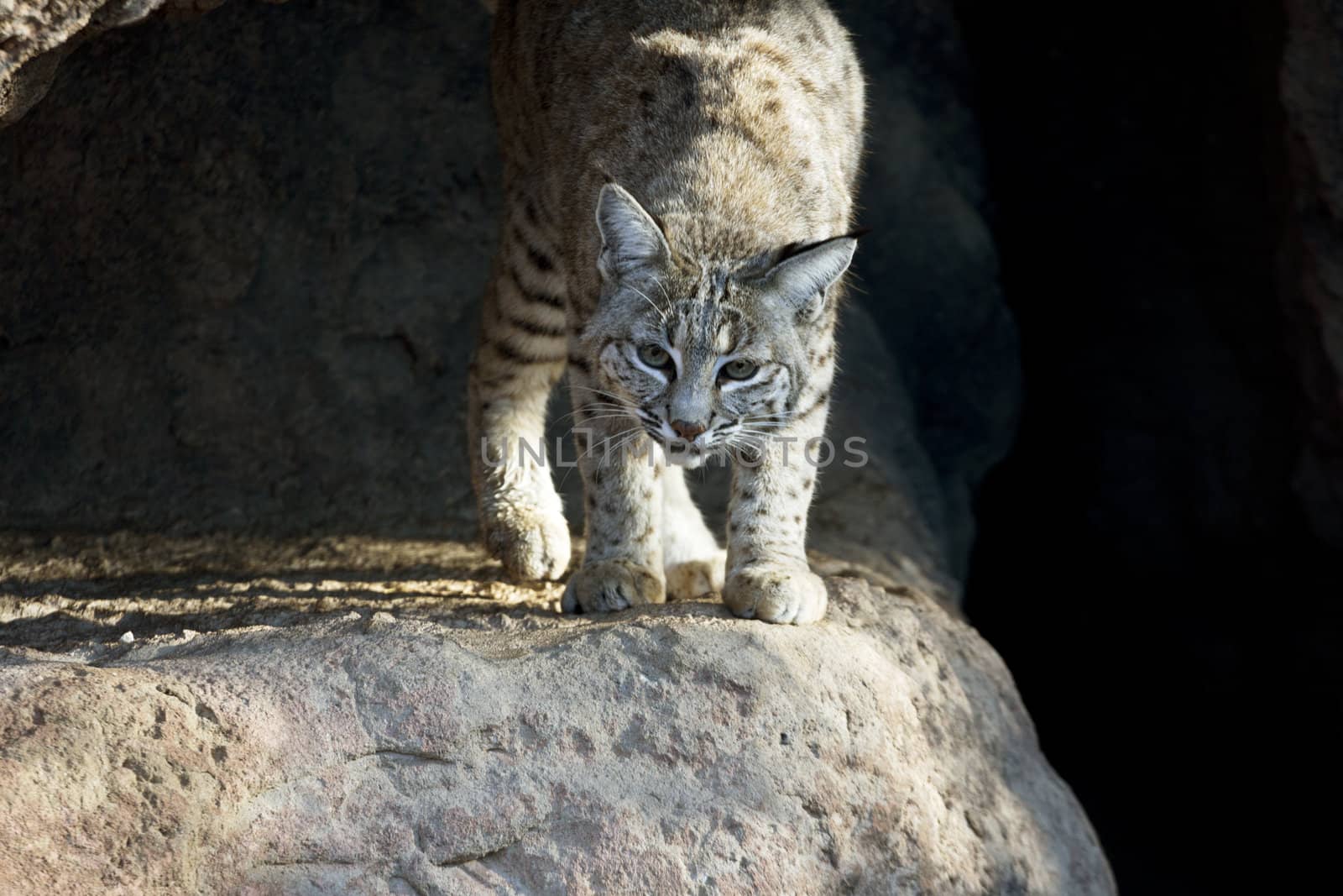 Bobcat crouches and moves to front of cave entrance.  Outdoor location is Cat Canyon of Arizona Sonora Desert Museum. Copy space to dark on right or to left in shadowed cave space. 