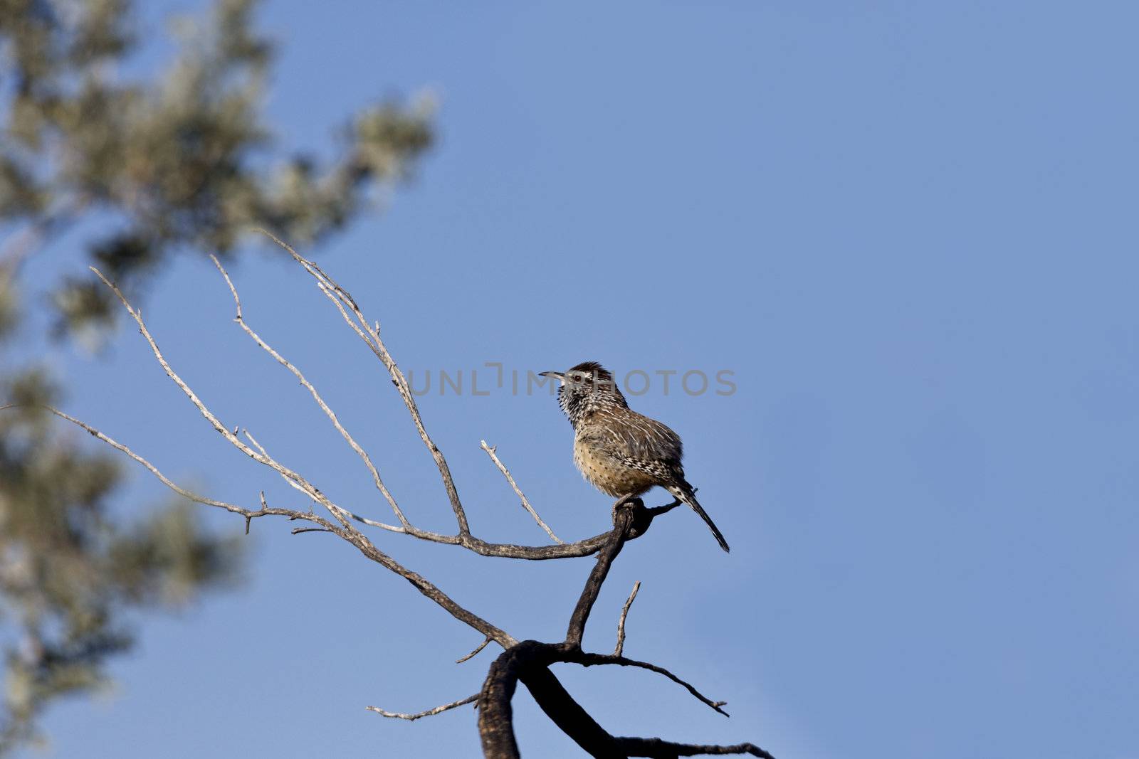 Cactus wren on multipronged branch with copy space to right on blue sky;