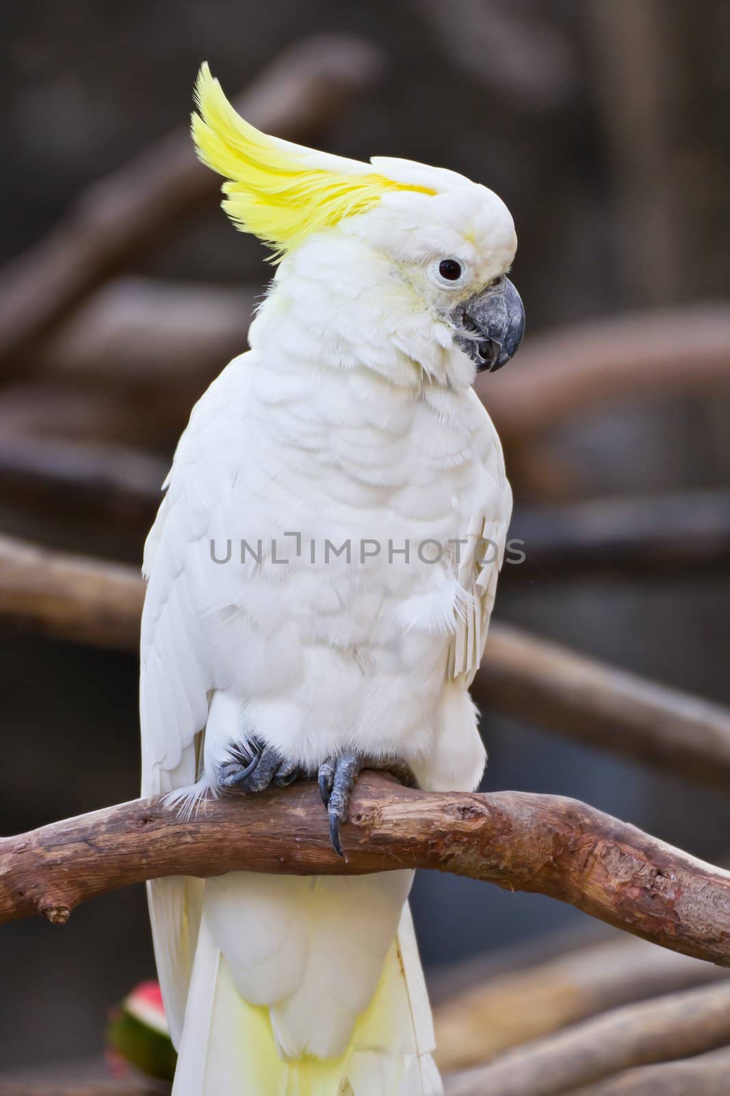 Cockatoo