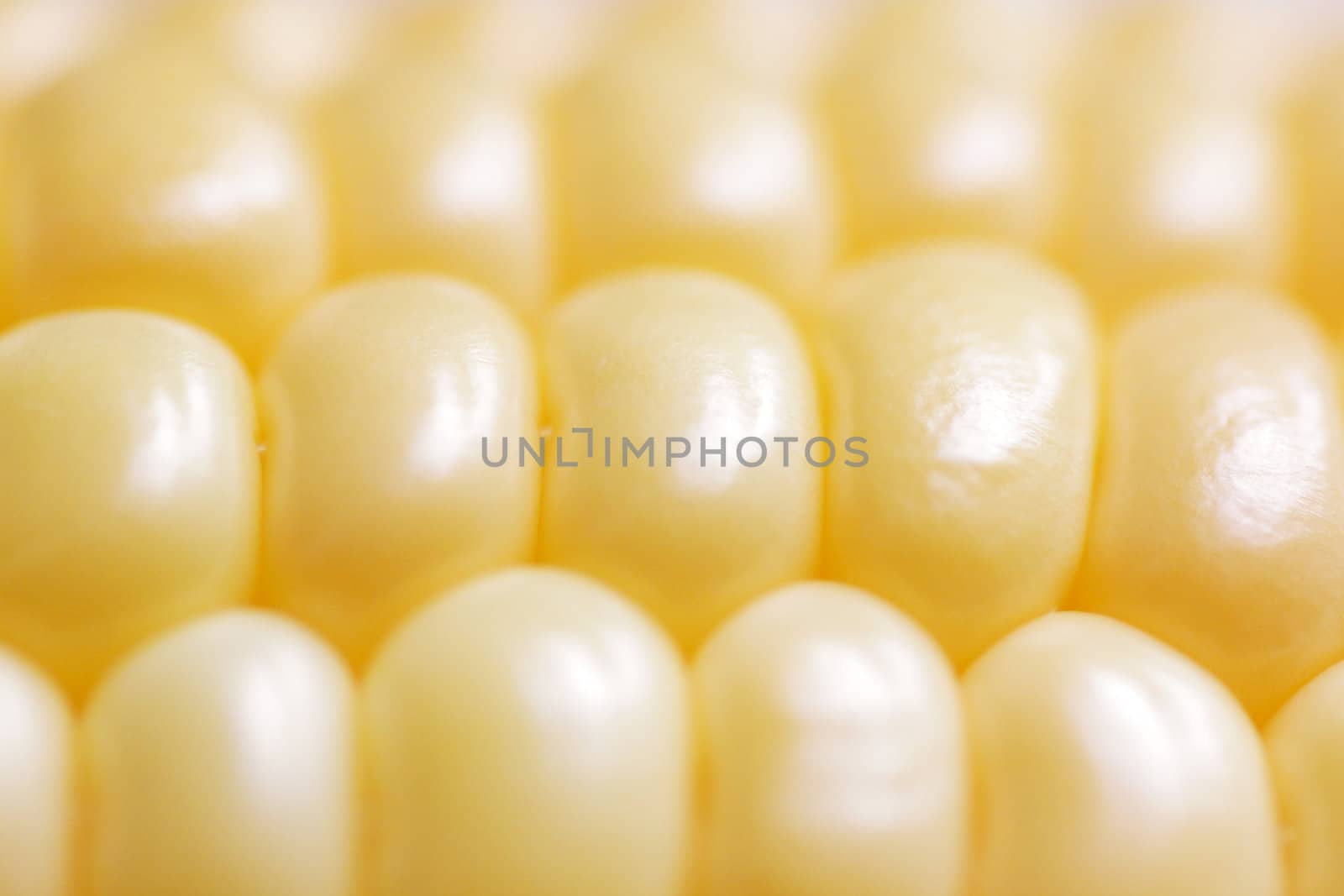close up of corncob