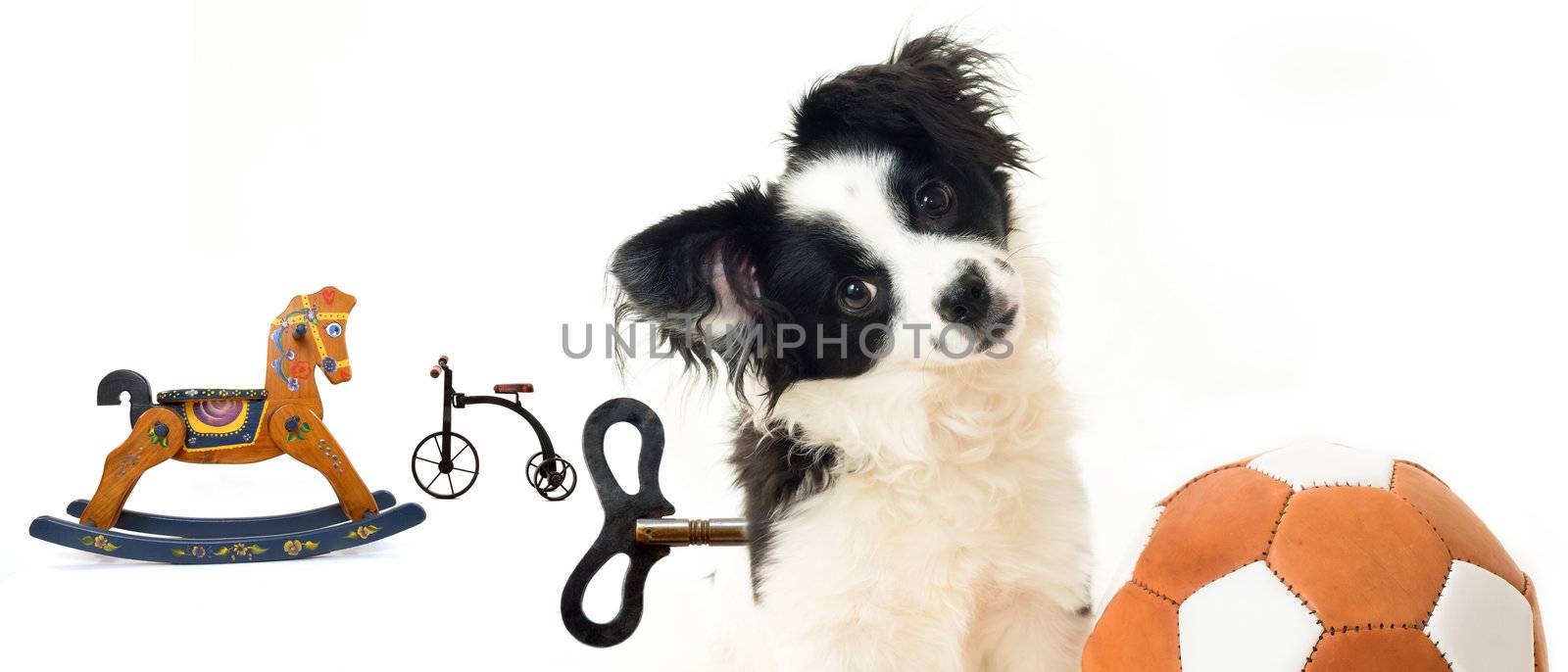 not to abandoned dogs, photo concept, puppy and toys