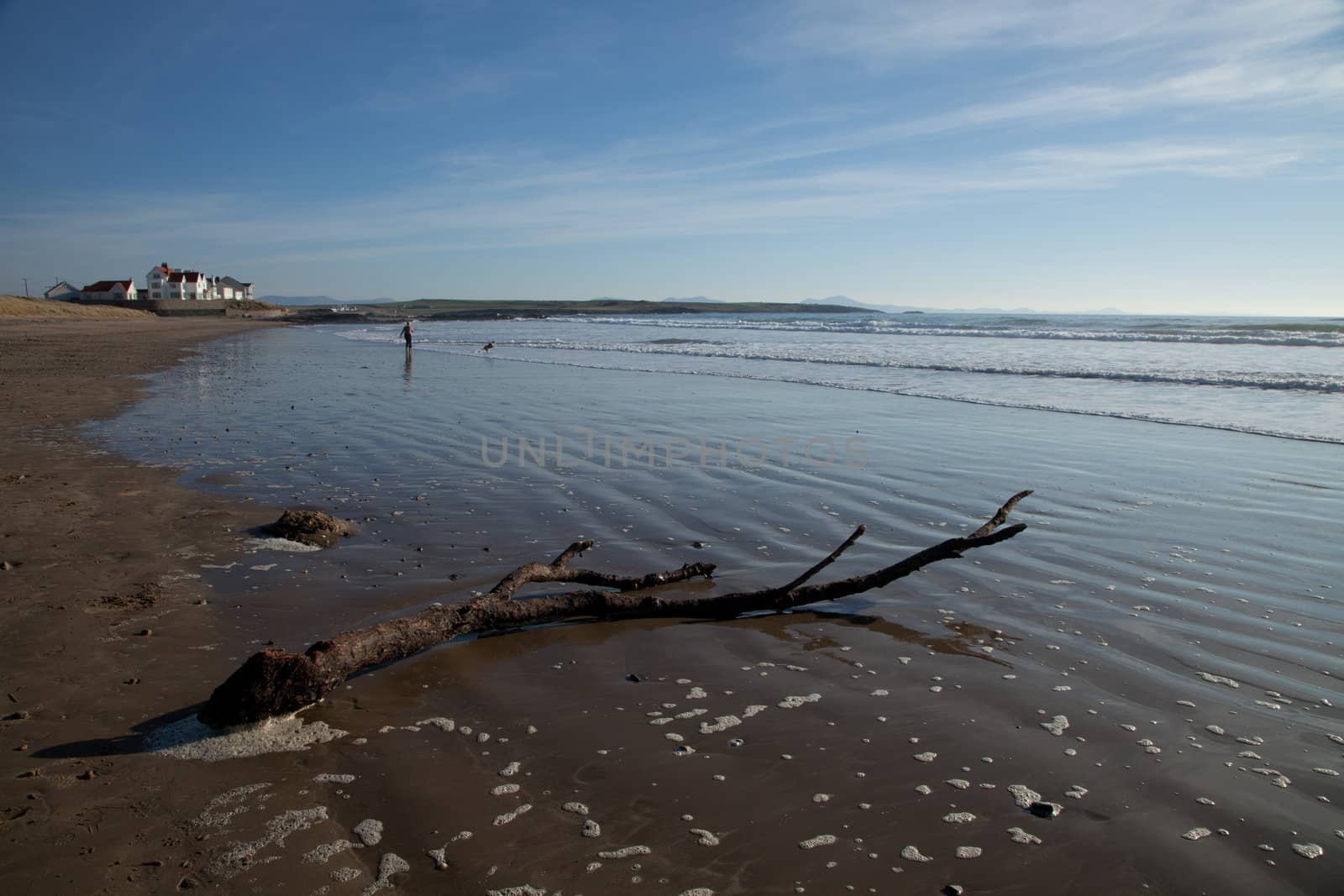 Rhosneigr beach branch. by richsouthwales