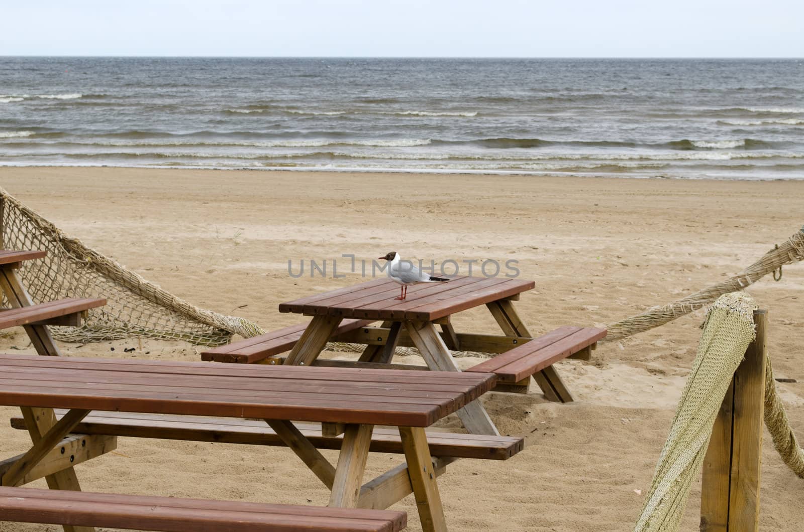 wooden tables and benches on sea ocean beach and seagull gull.