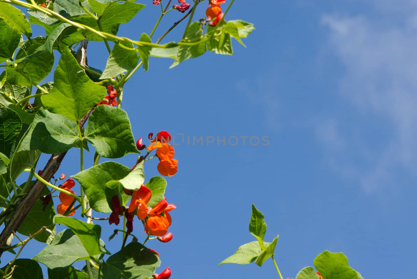 kidney beans blooming (phaseolus), garden decorative, flaming bright red on blue sky background