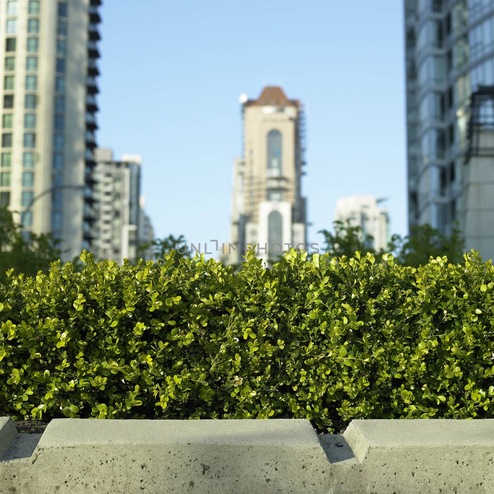 Small bush in front of city by mmm