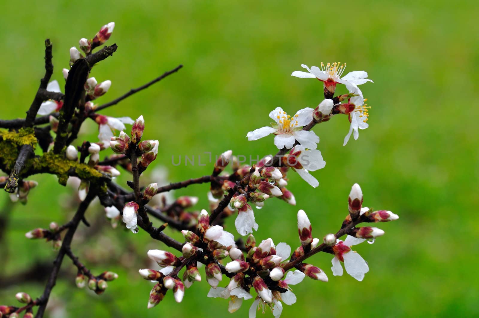 almond buds and flowers after the rain by sirylok