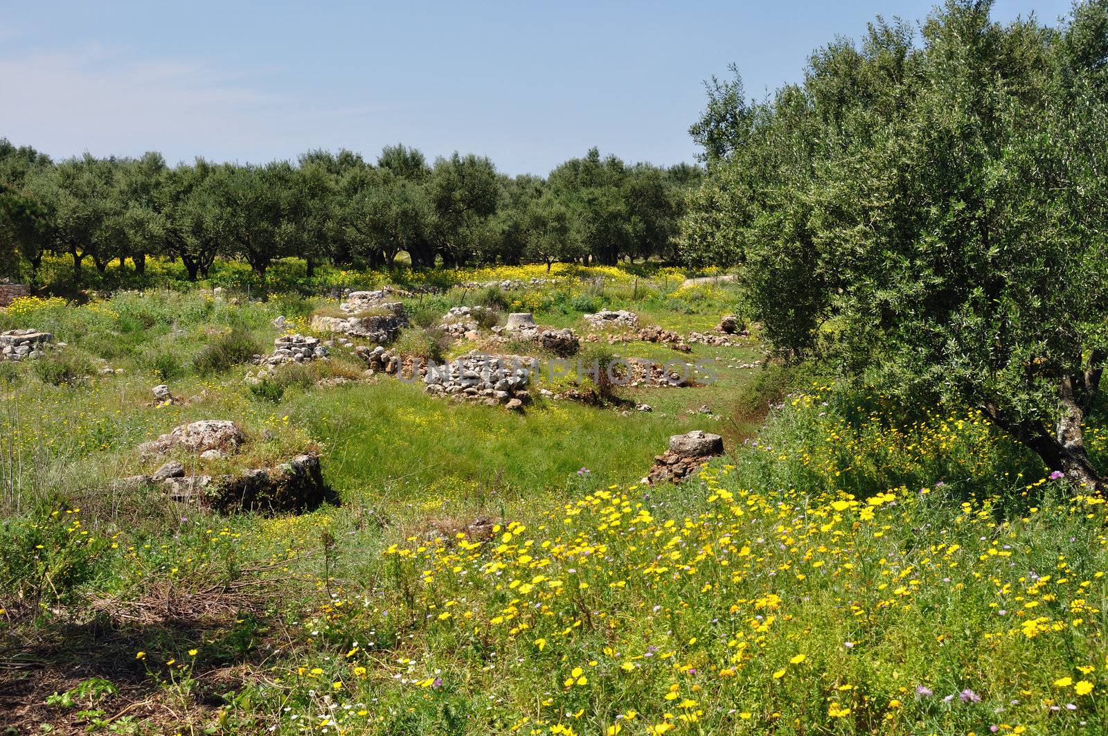 olive trees spring flowers old stone well by sirylok