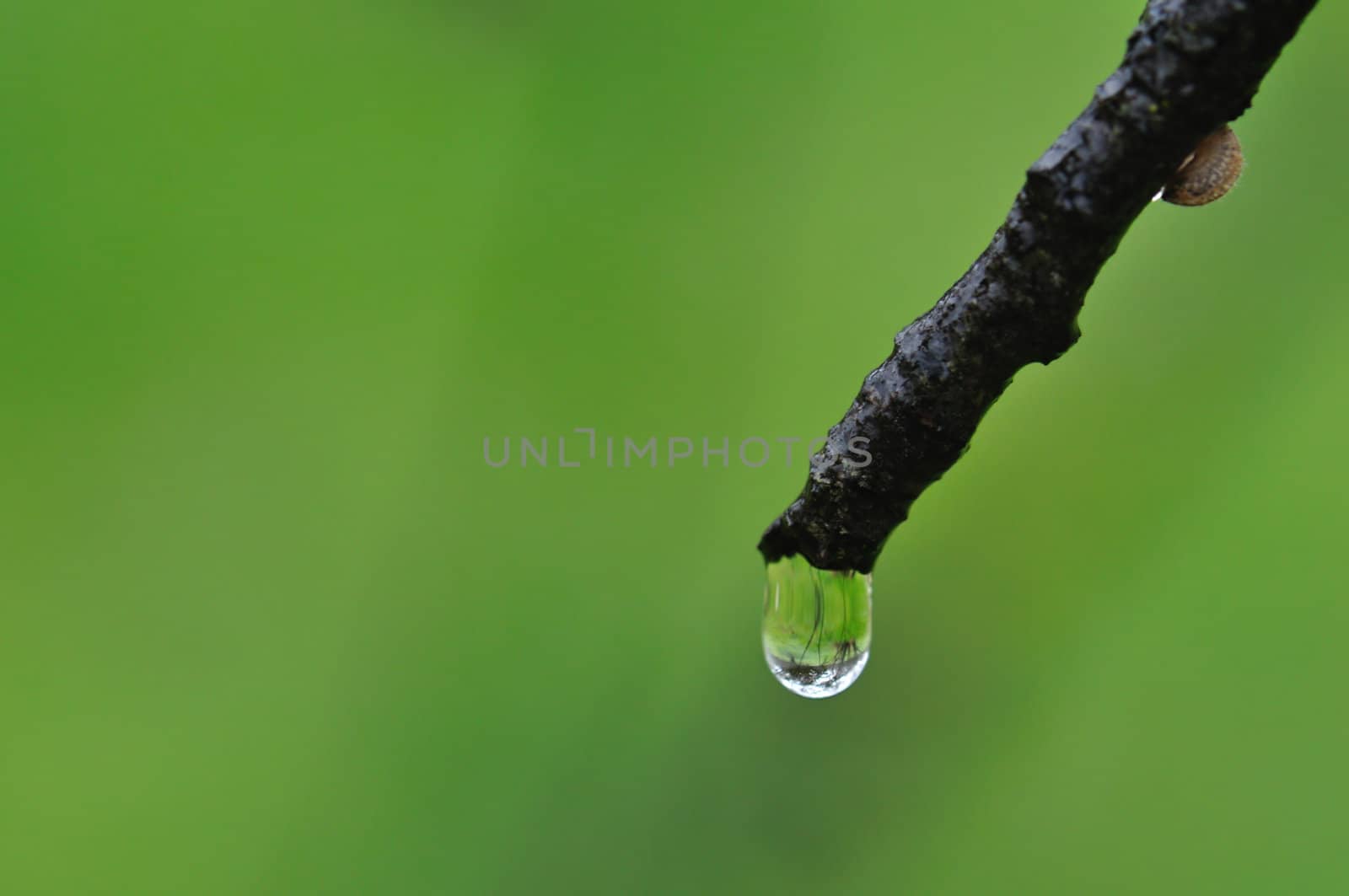 Droplet on tree branch macro. Rainy weather nature abstract background.