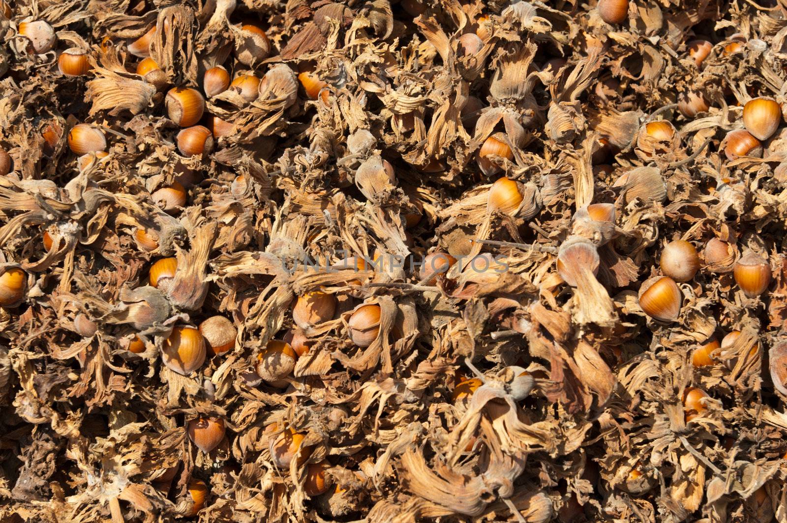 Drying raw hazelnut