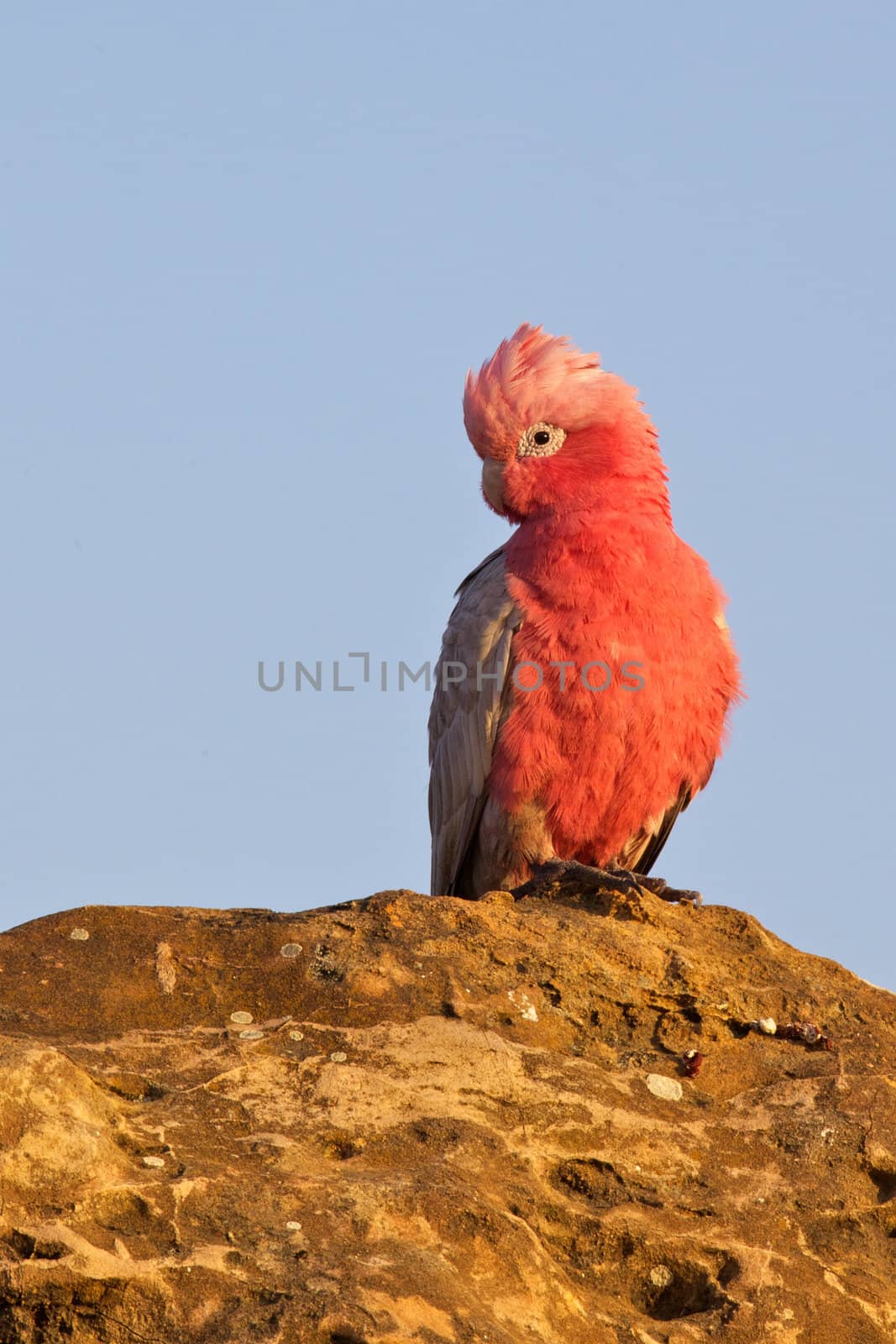 A Galah (a type of cockatoo) warming itself at dawn, The Pinnacles, Nambung National Park, Western Australia.