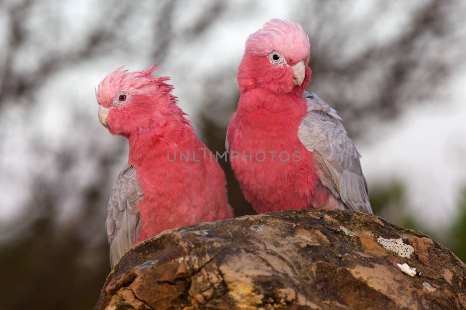 Galah Pair by zambezi