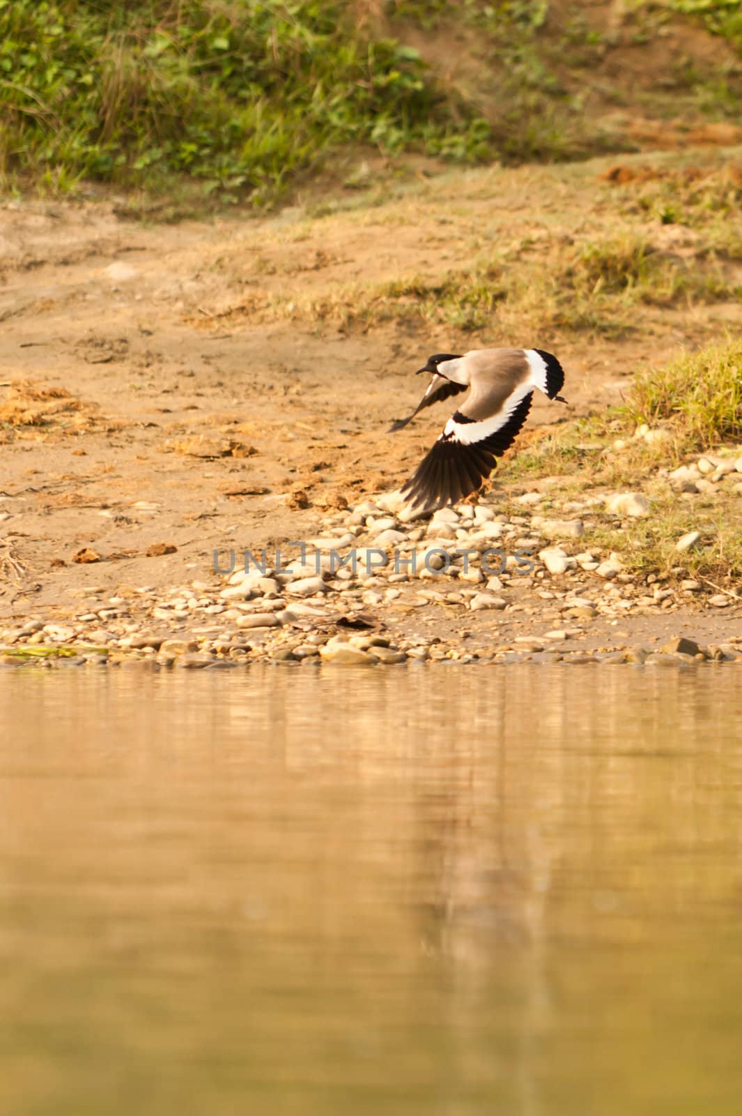 White-browed wagtail on the fly in Chitwan Nepal