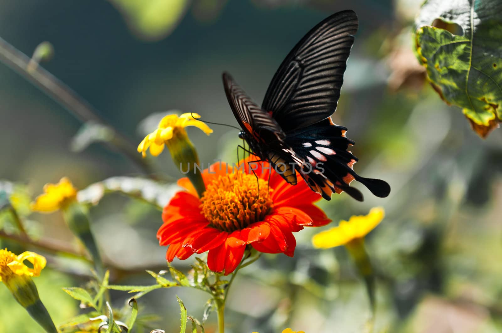 Eastern Tiger Swallowtail in Pokhara Nepal