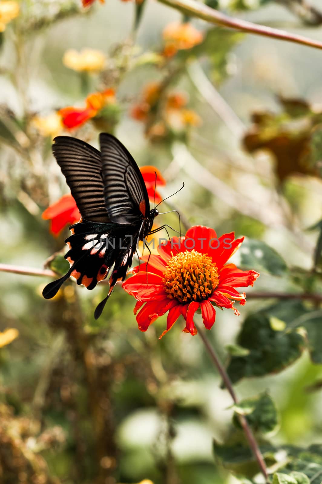 Eastern Tiger Swallowtail in Pokhara Nepal