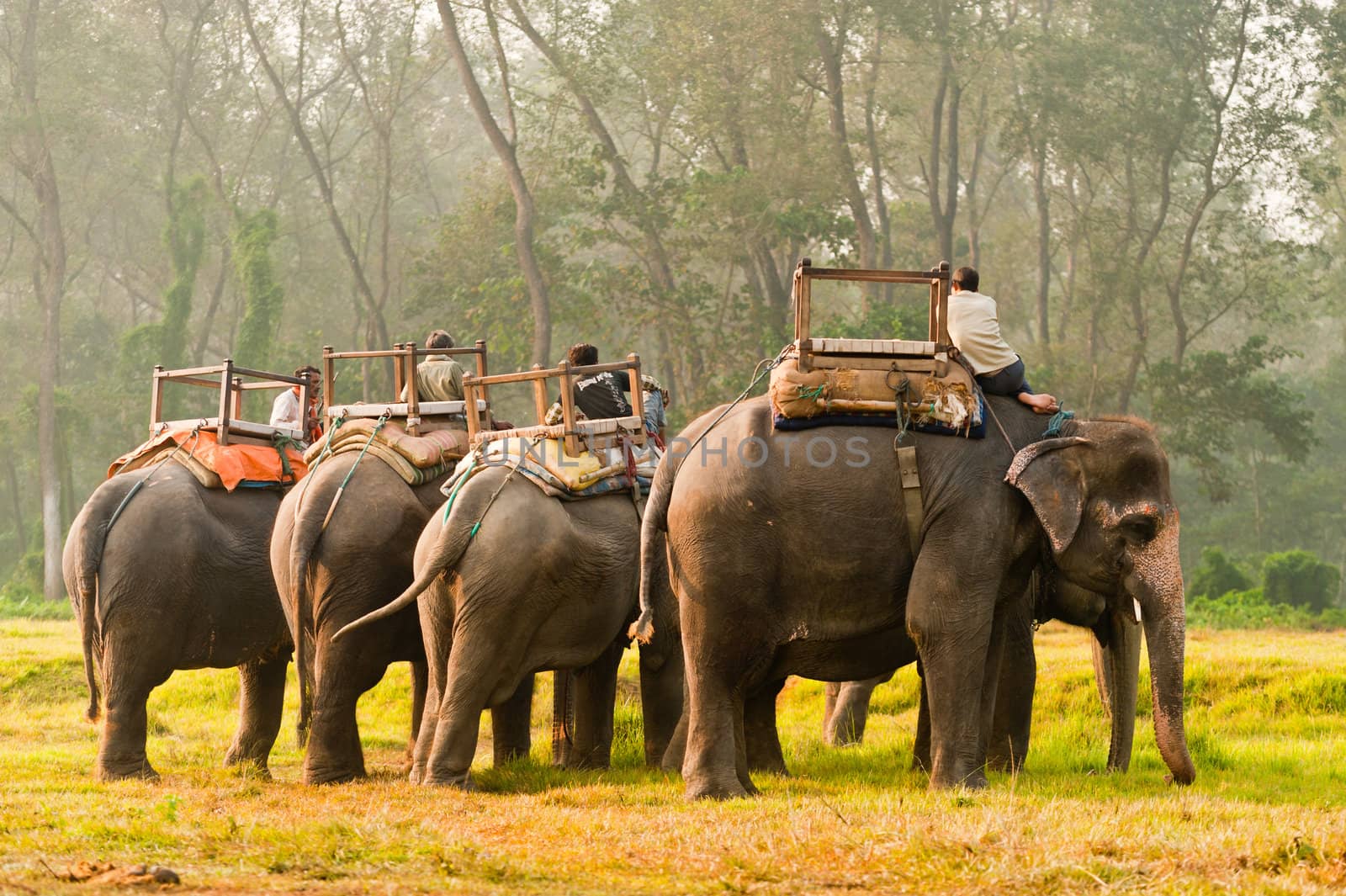 Elephant safari by oguzdkn