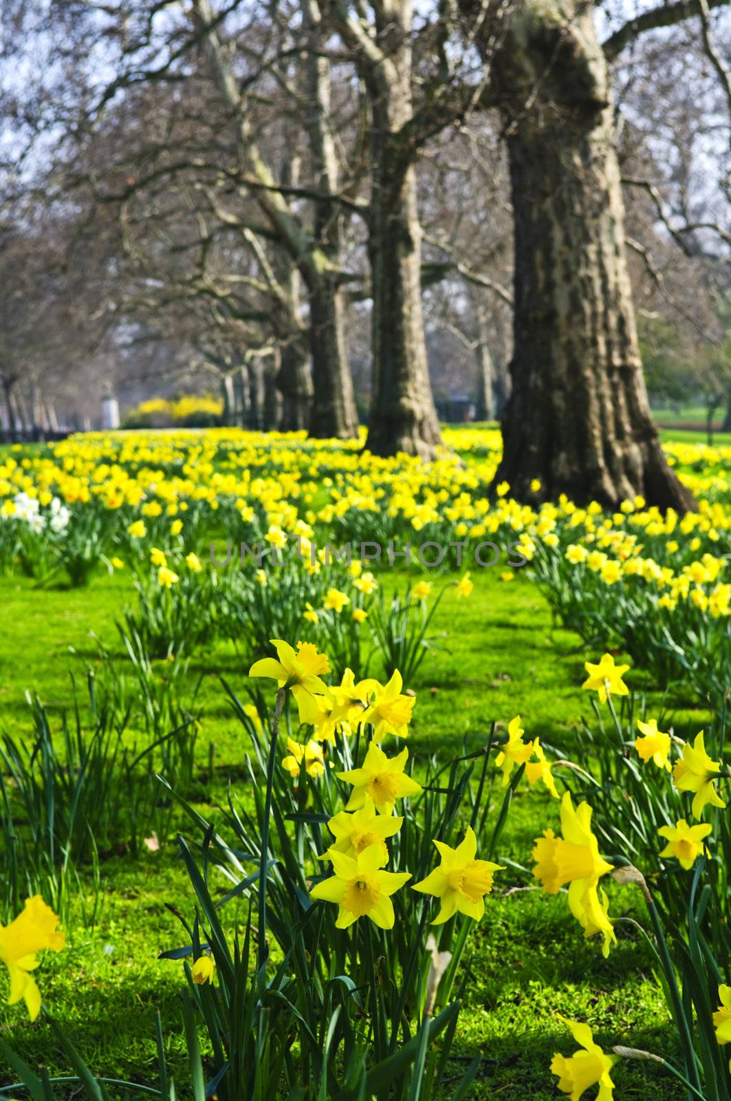 Blooming daffodils in St James's Park in London