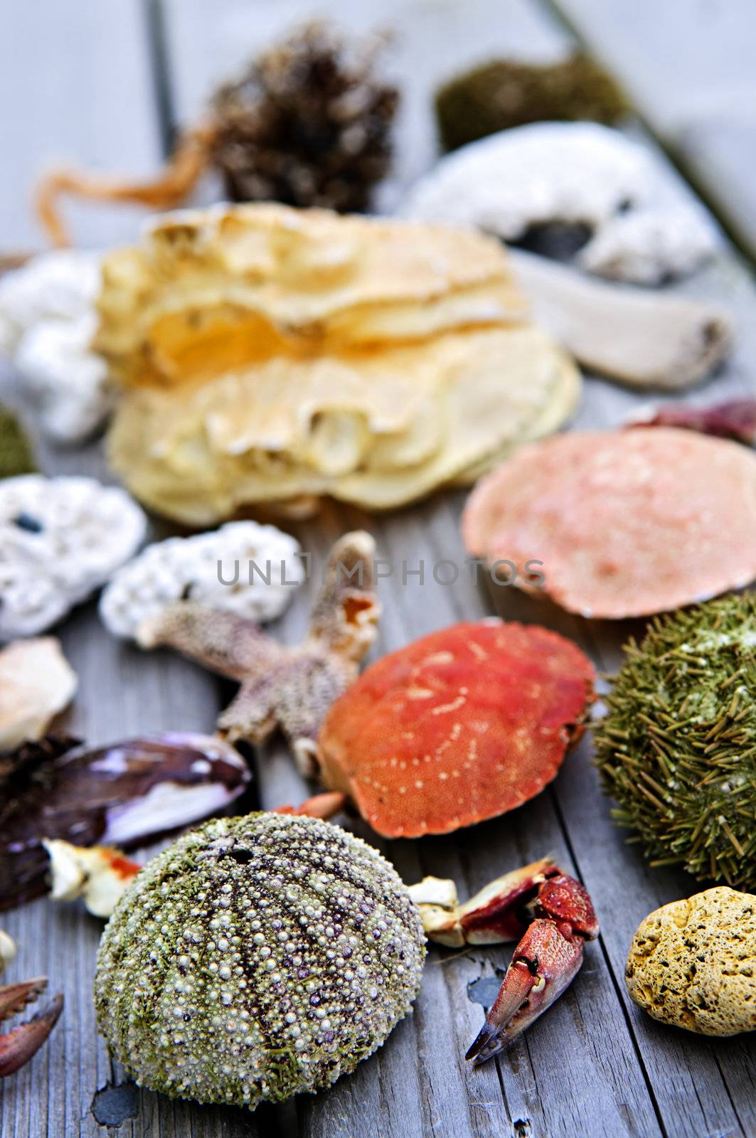 Different types of marine life from Atlantic ocean in Newfoundland, Canada