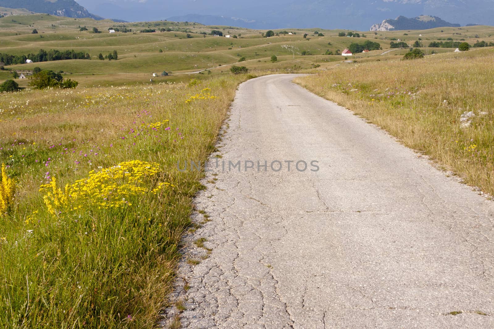 Narrow asphalt route, green meadow in Durmitor mountains - Montenegro.