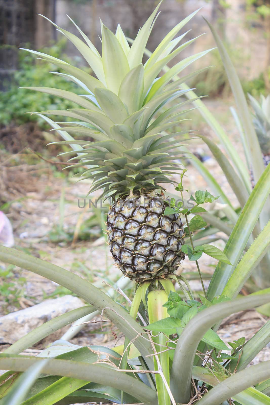 Fresh pineapple growing on plant