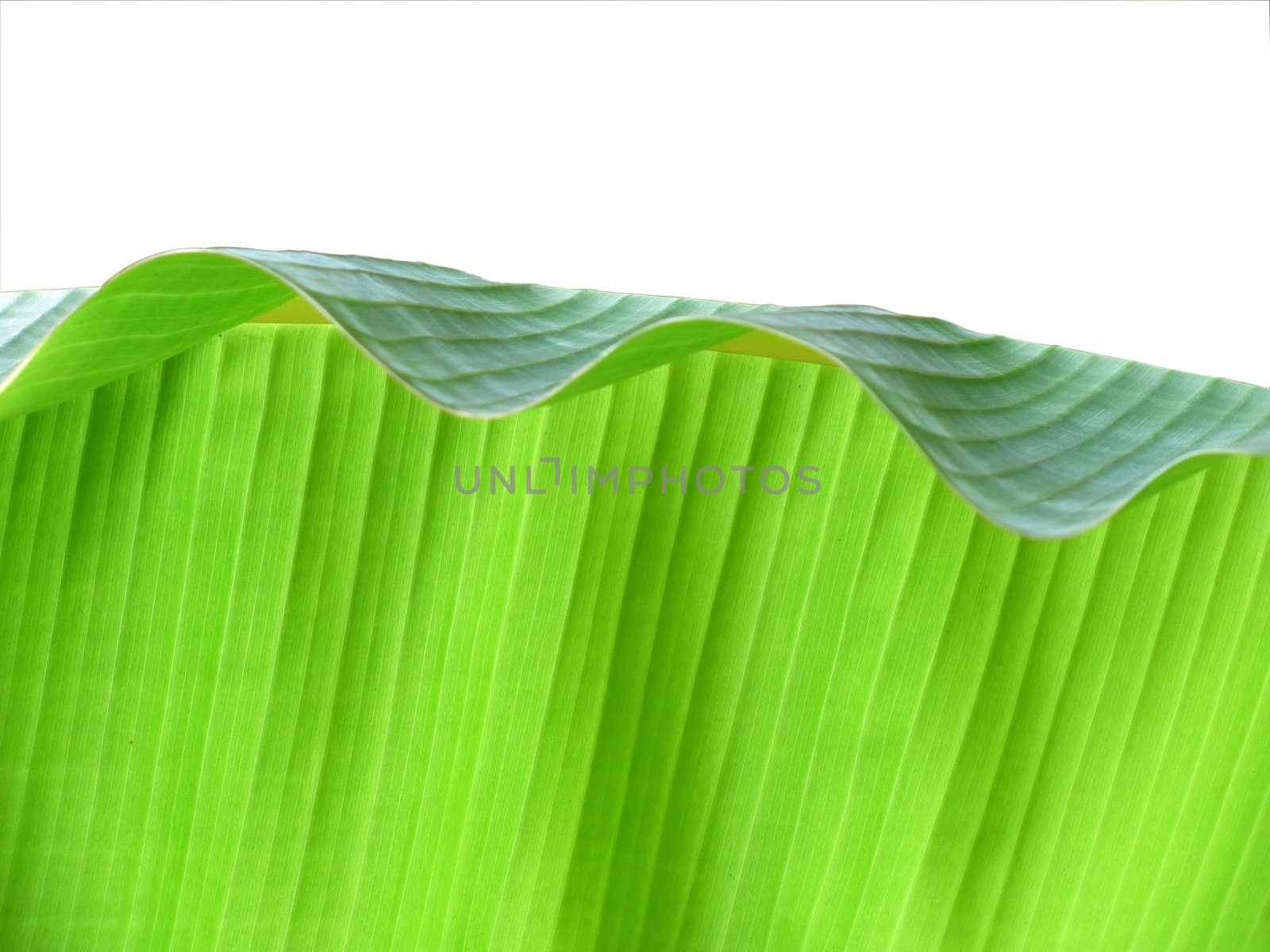 image of banna leaf (top fold) as background and texture