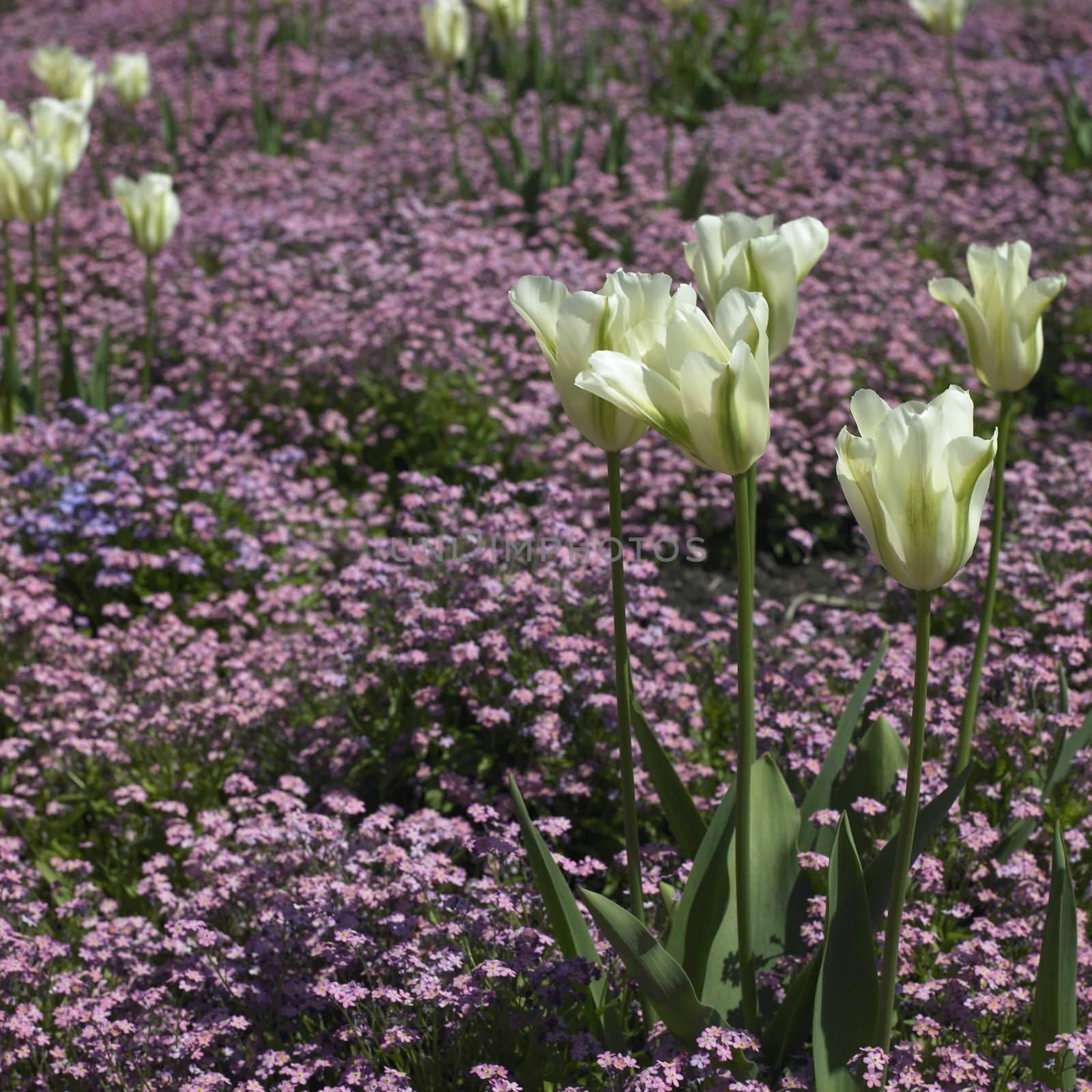 white tulips and small pink flowers