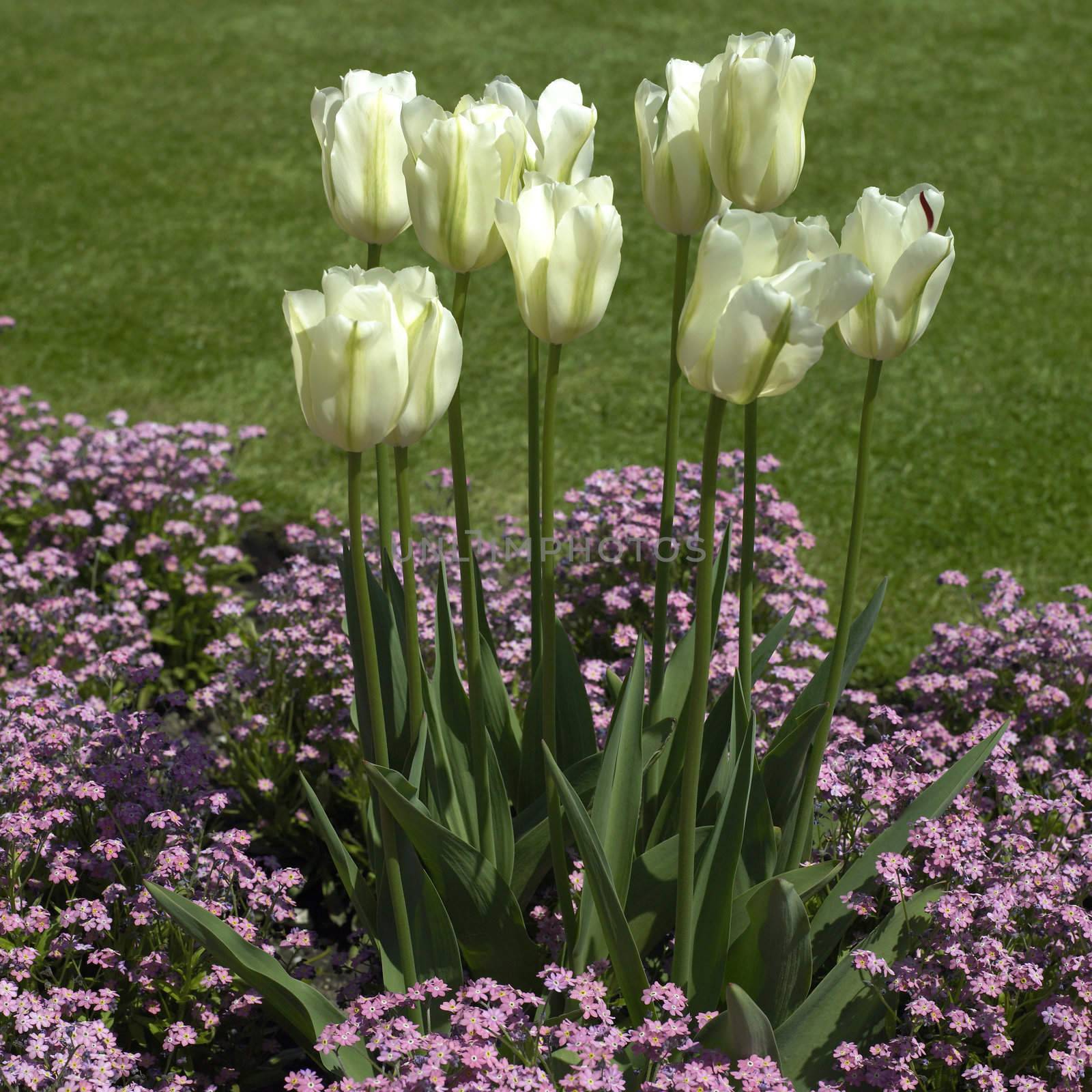 white tulips by mmm