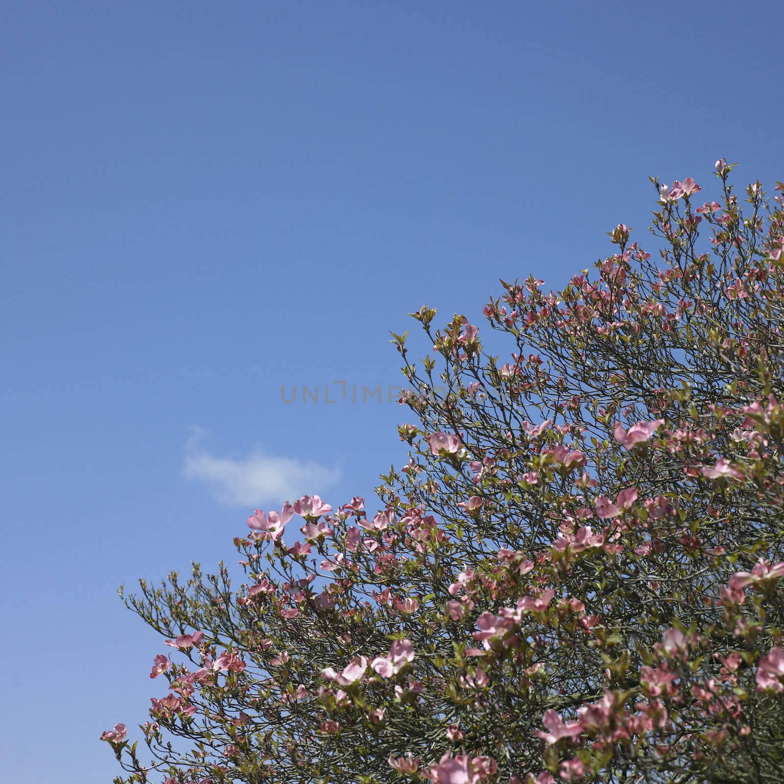 Pink flower tree and blue sky