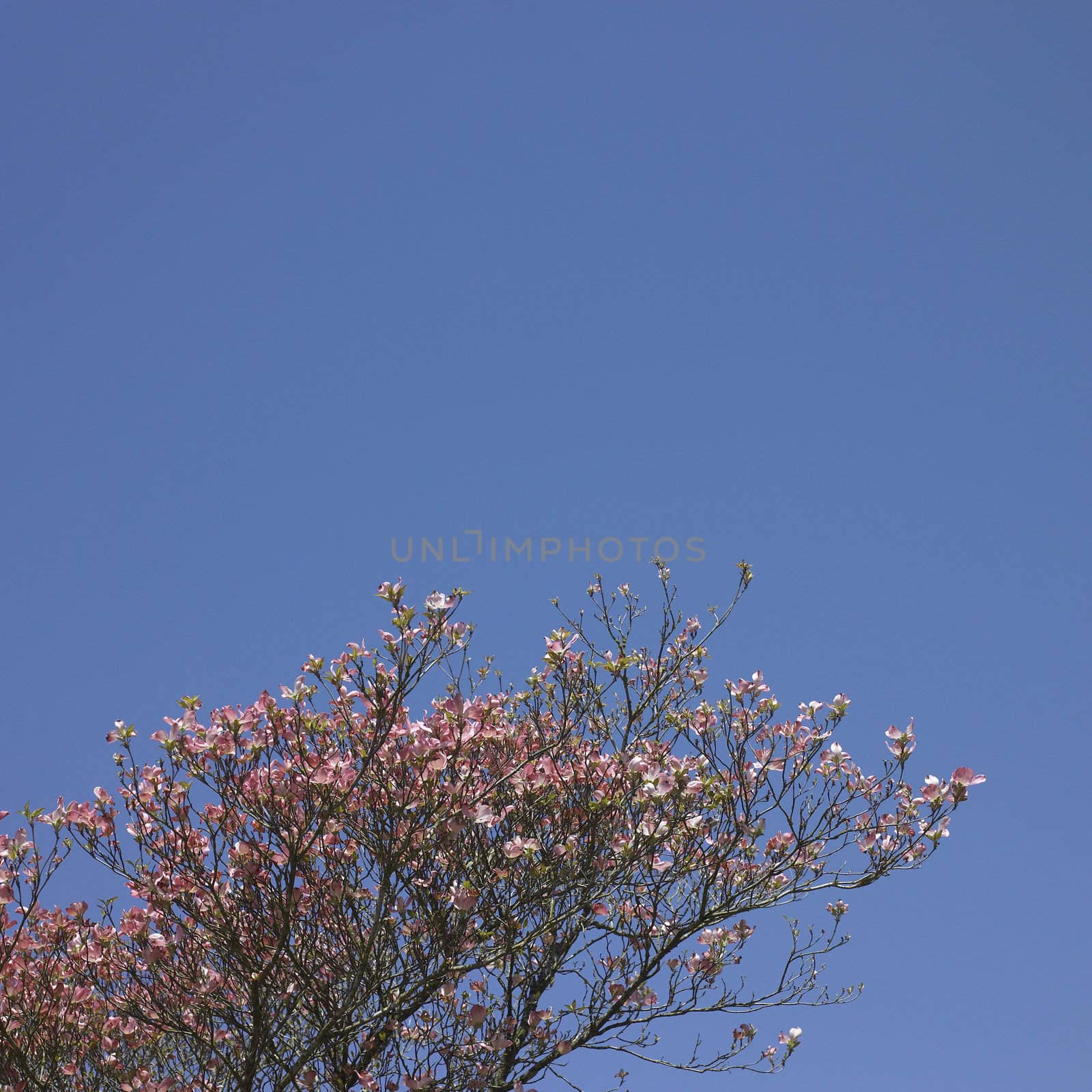 Pink flower tree by mmm