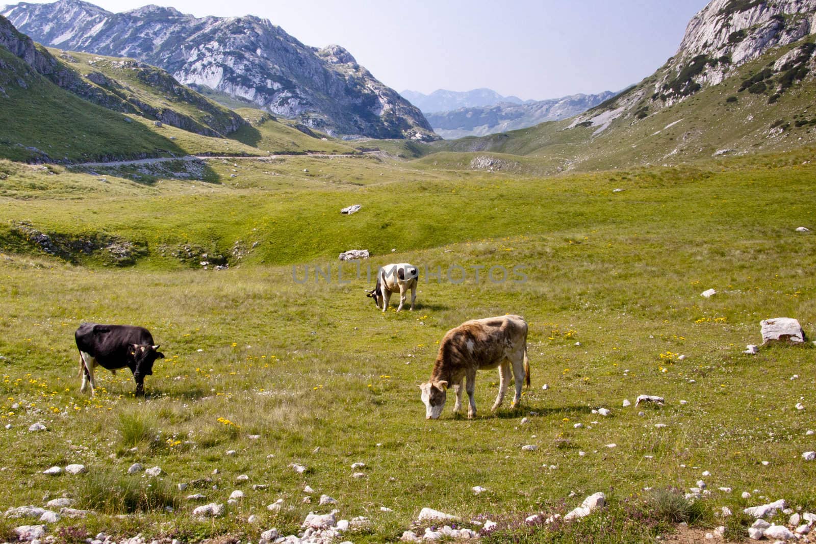 Cows on mountains meadow in National Park Durmitor - Montenegro.
