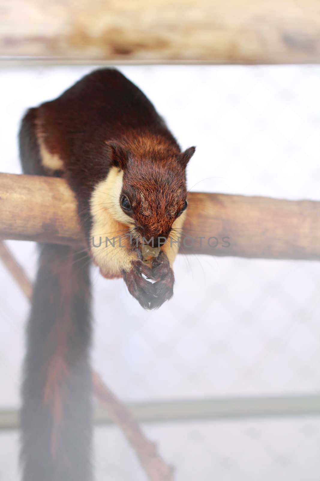 Black giant squirrel eating grape