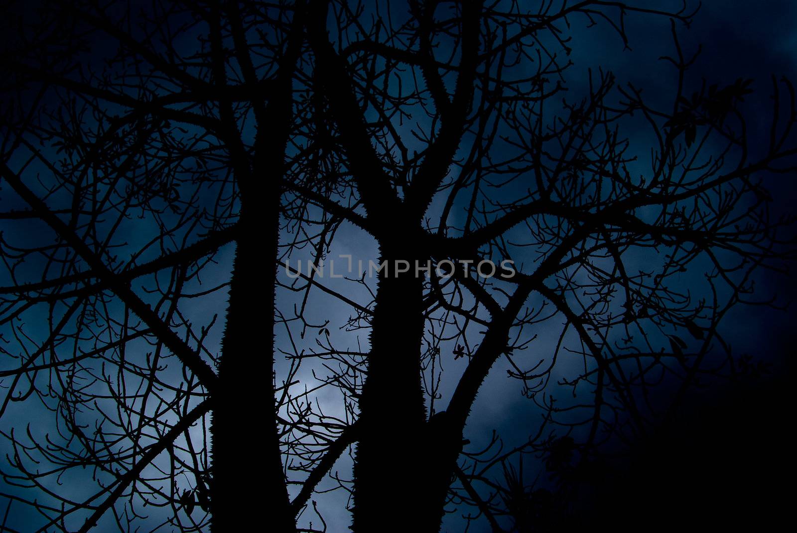  Halloween terrible black forest against the background of the dark sky