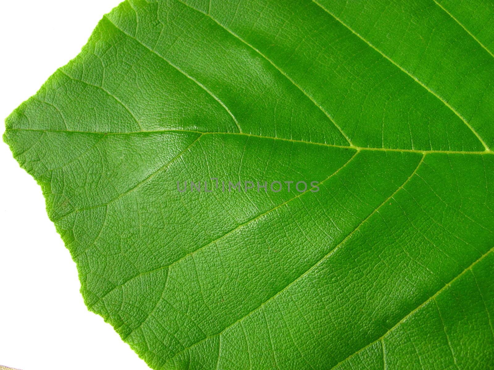 close-up of green leaf surface as background and texture