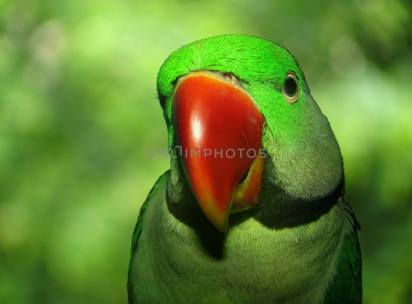 close-up of a adorable pet parrot