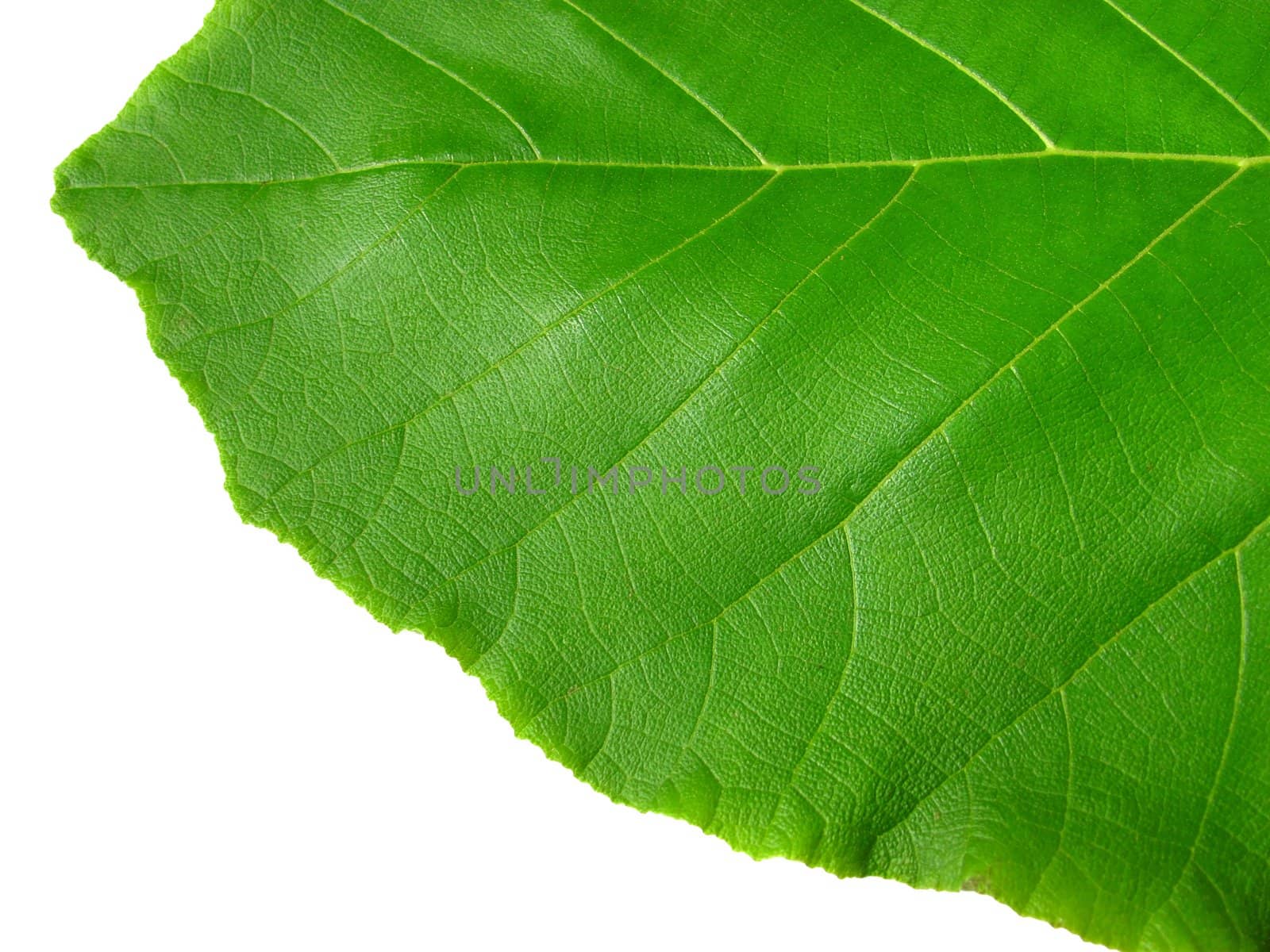 Image of Vivid Green leaf as background and texture