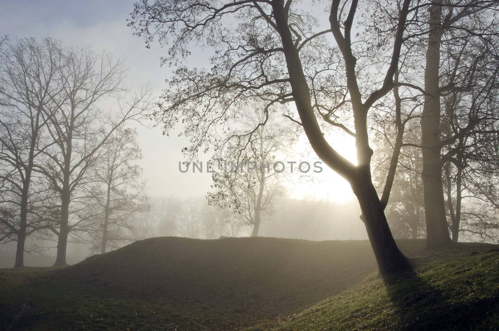 Old lime tree valley sunken in dense fog. by sauletas