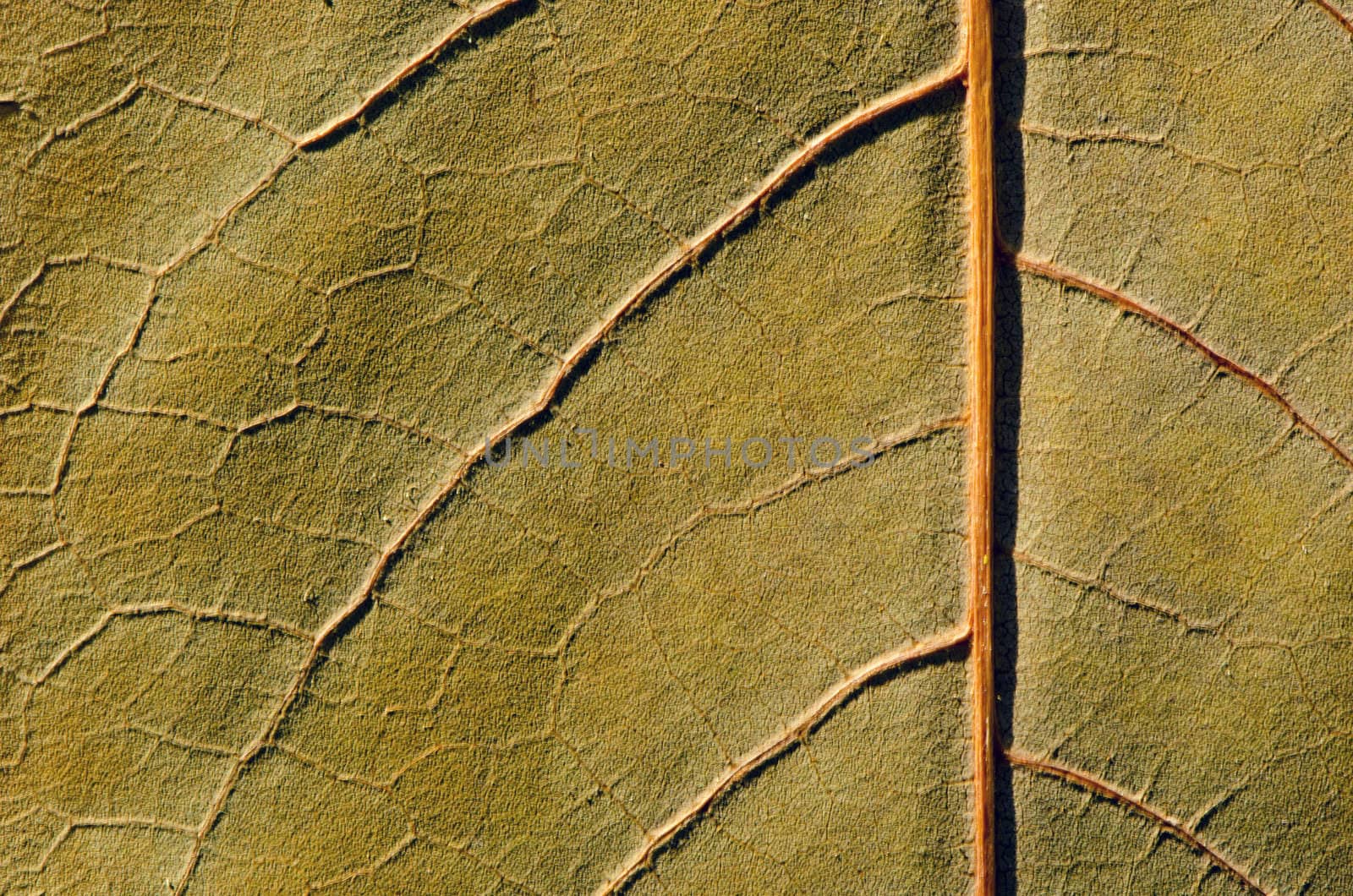 Autumn leaf macro textures fragment background. by sauletas