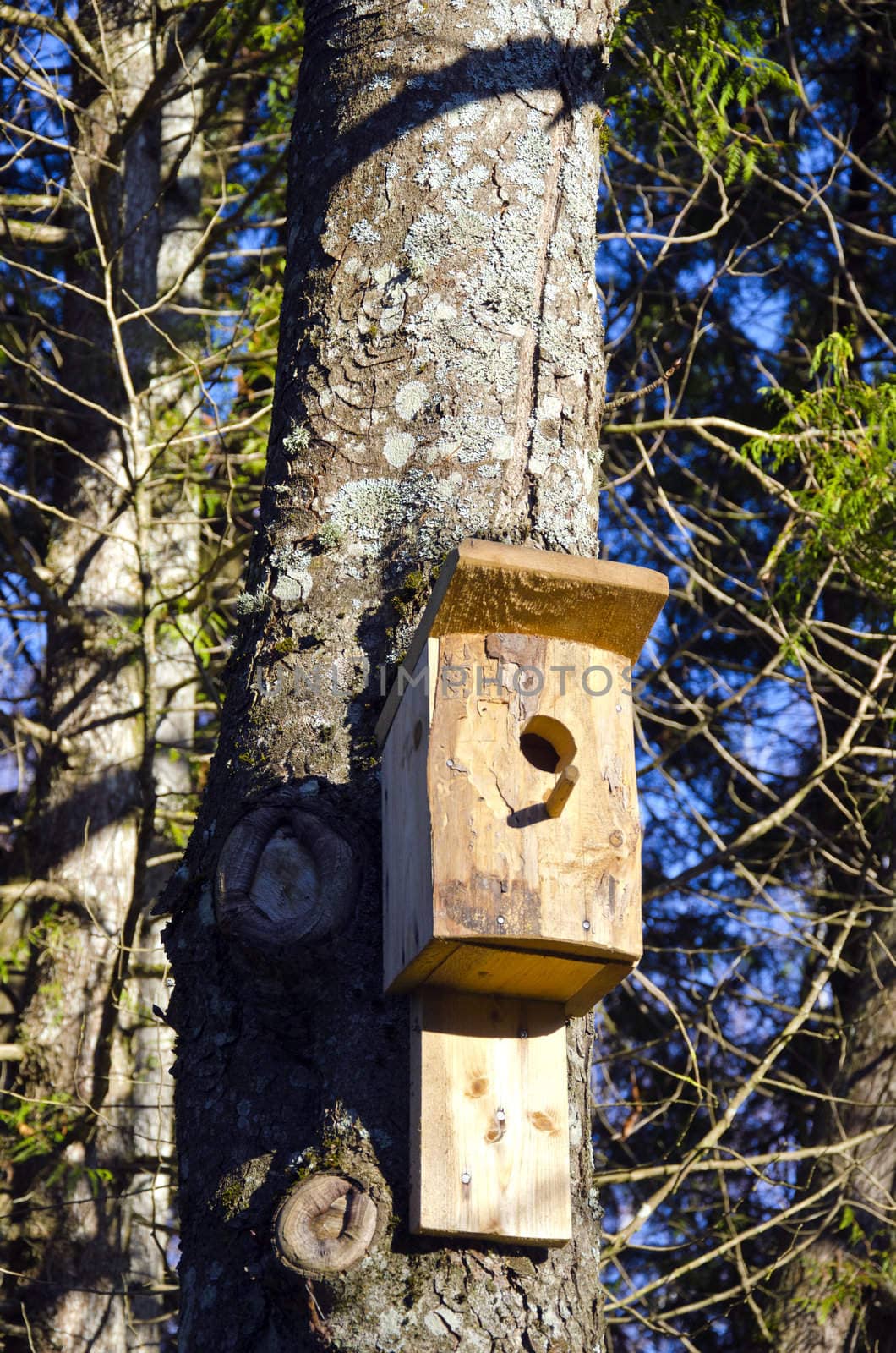 Newly nailed wooden bird nesting-box attached to tree trunk.