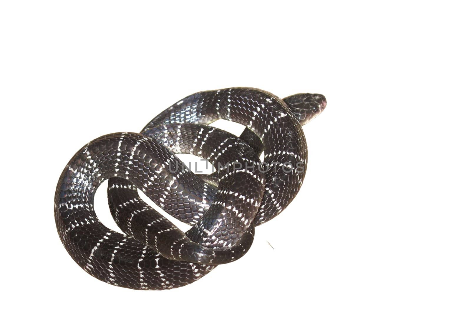 dangerous venomous snake krait by lkant