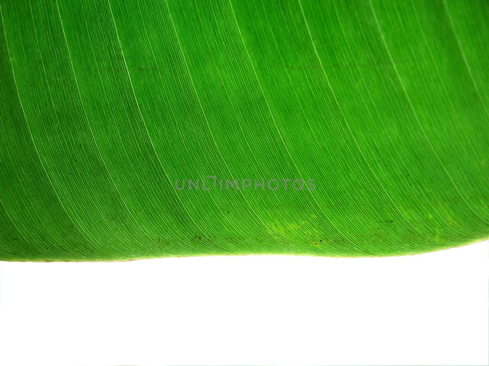 close-up of green leaf surface as background and texture