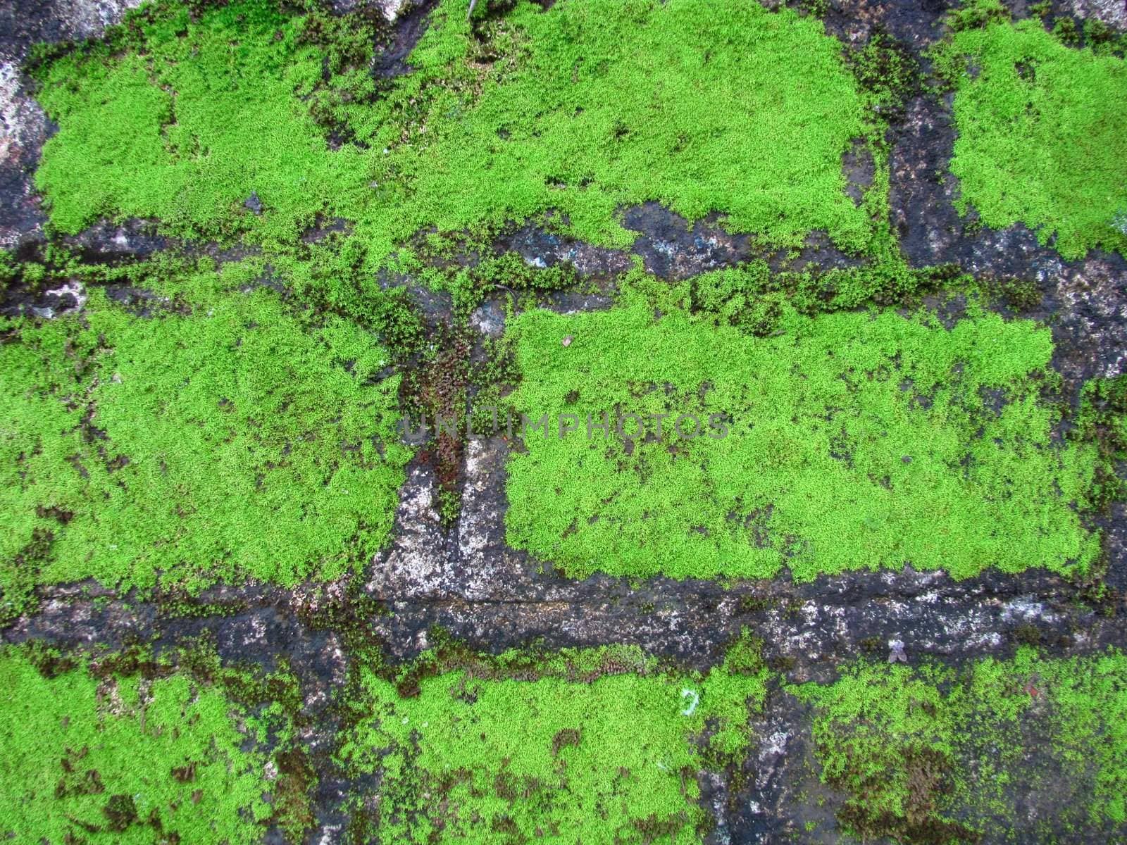 Green moss on the  wall by lkant