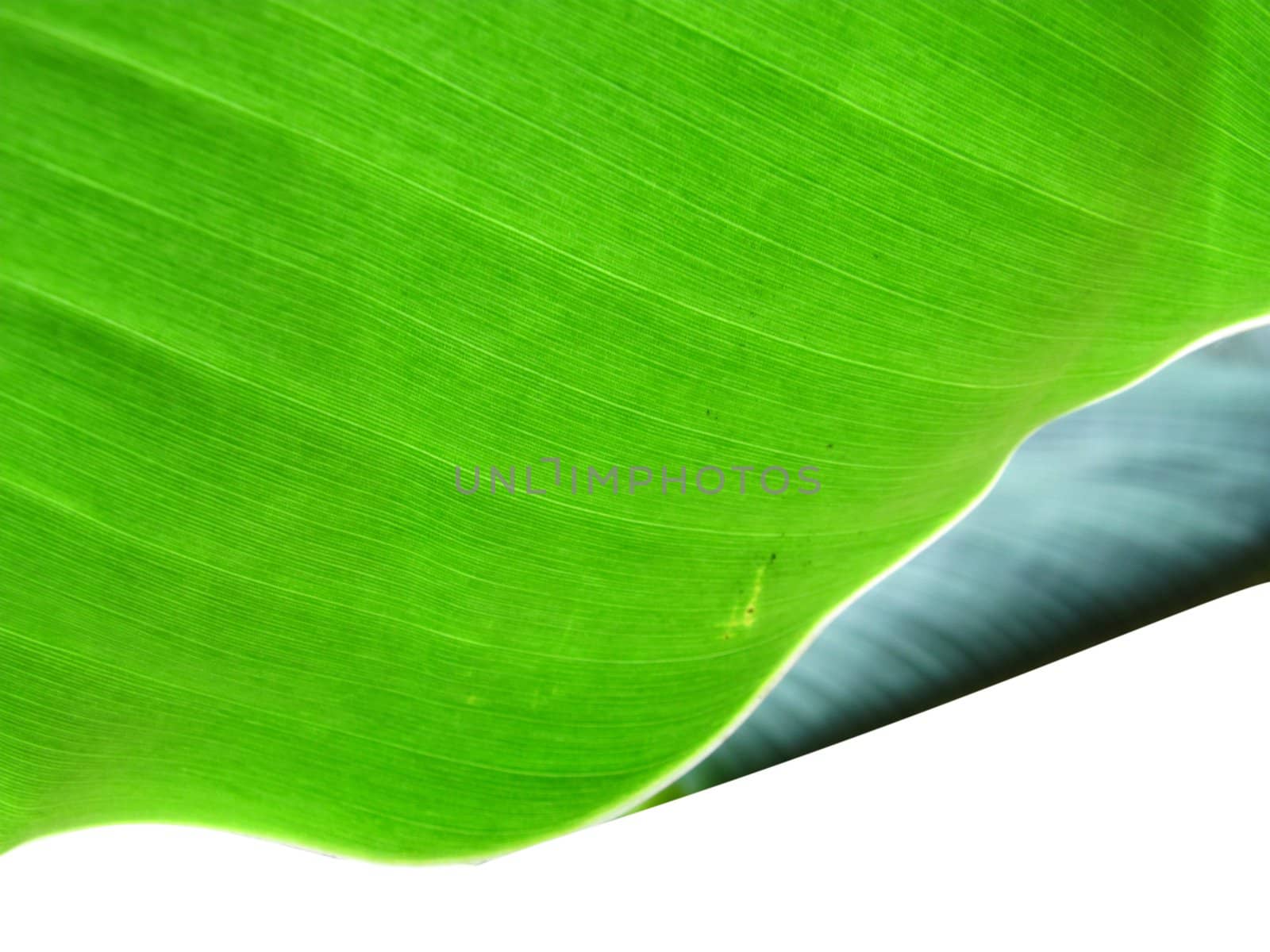 closeup of banana leaf with artistic fold