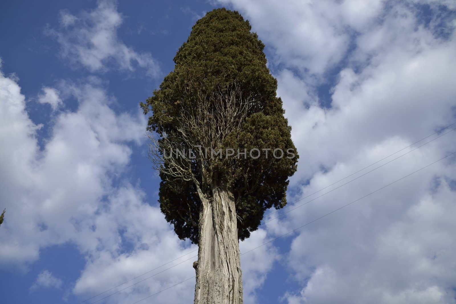 A cypress tree on a blue sky background