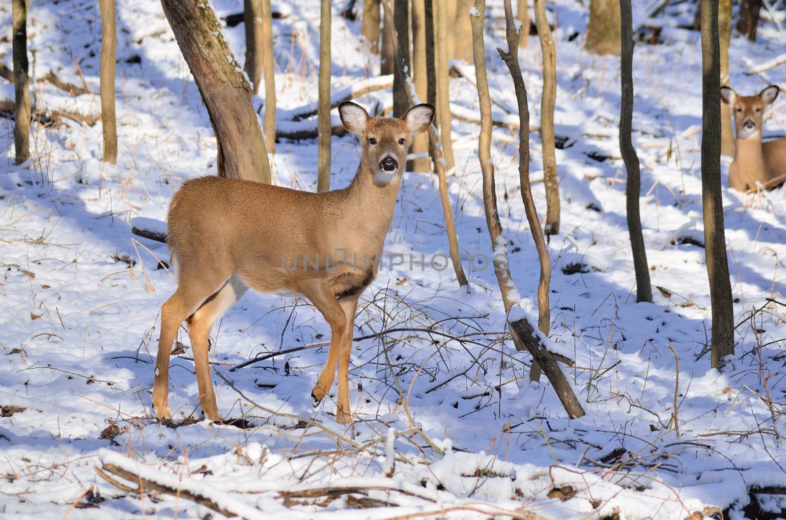 Whitetail Deer Doe standing at the edge of the woods.