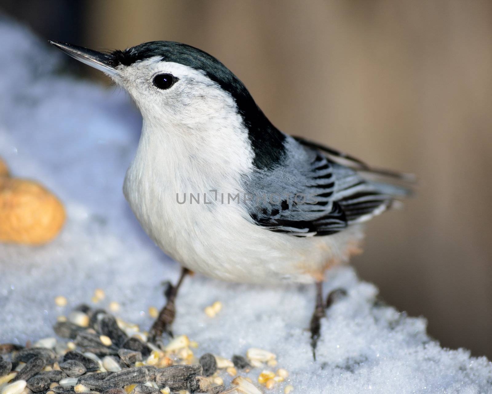 A nuthatch perched with bird seed in snow.