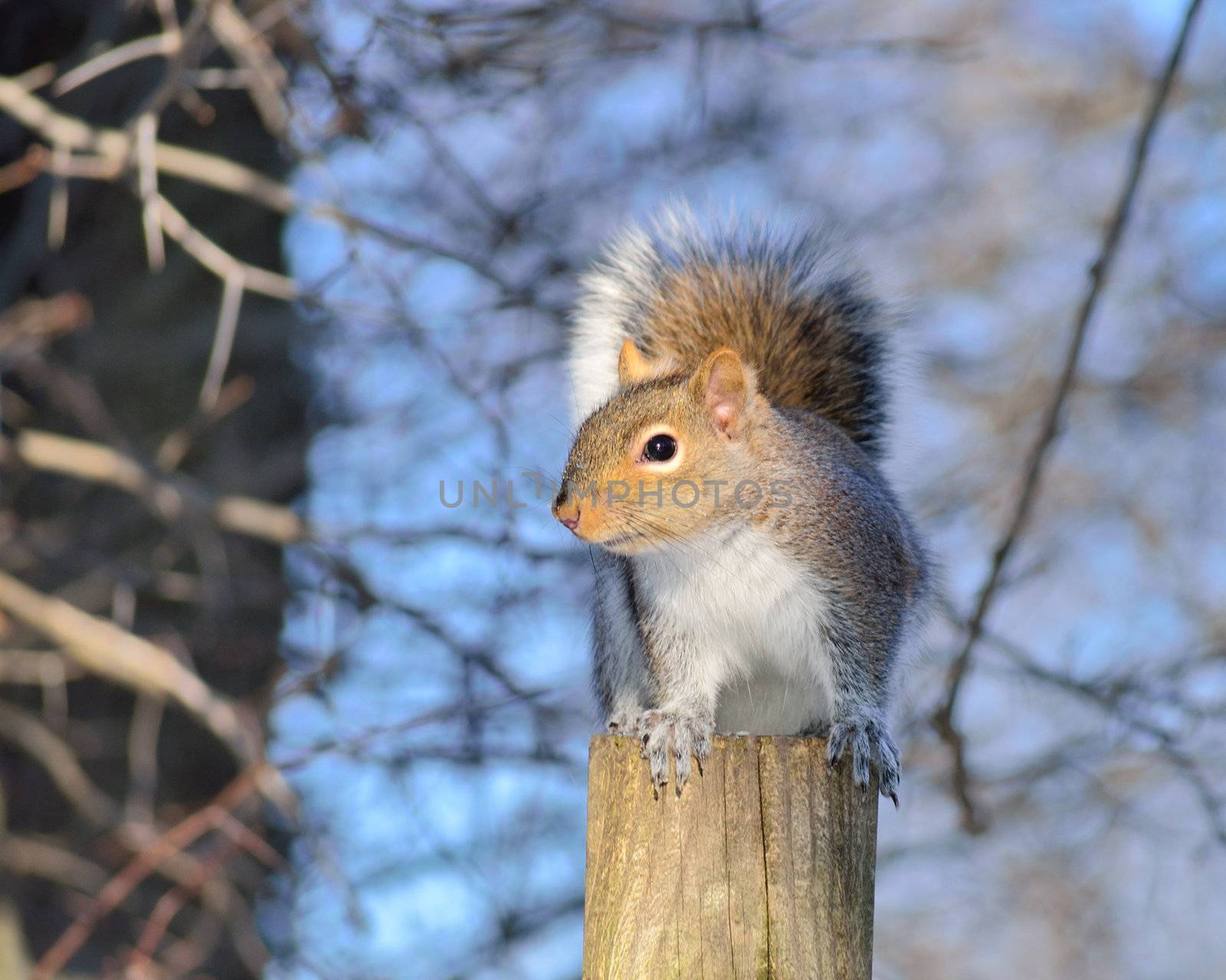 A gray squirrel perched on a post.